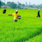 Indian agri, commodities sector see Budget providing impetus to farmers’ welfare, rural economy