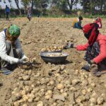 West Bengal potato production estimated at a record 130 lakh tonnes this year