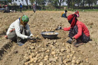 West Bengal potato production estimated at a record 130 lakh tonnes this year