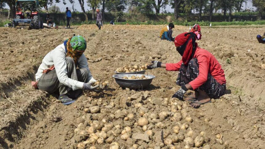 West Bengal potato production estimated at a record 130 lakh tonnes this year