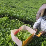 Call to produce diverse tea varieties to stay afloat in competitive era