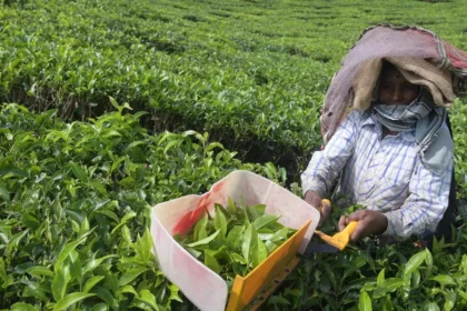 Call to produce diverse tea varieties to stay afloat in competitive era