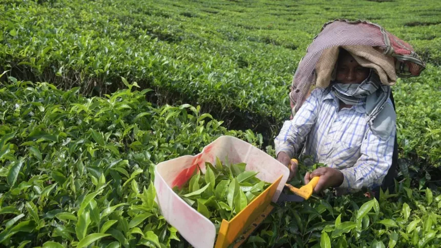 Call to produce diverse tea varieties to stay afloat in competitive era