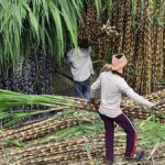 Cane non-availability forcing mills to close earlier; sugar production down 12% so far