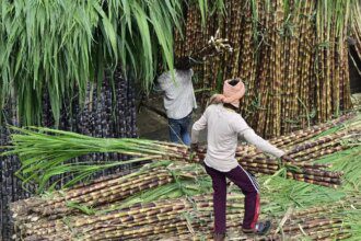 Cane non-availability forcing mills to close earlier; sugar production down 12% so far