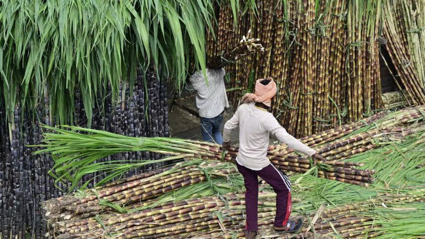 Cane non-availability forcing mills to close earlier; sugar production down 12% so far