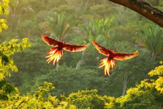 Costa Rica Is Saving Forest Ecosystems by Listening to Them