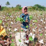 Cotton association cuts crop estimate on lower output in Punjab, Gujarat