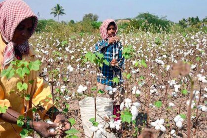 Cotton association cuts crop estimate on lower output in Punjab, Gujarat