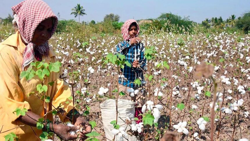 Cotton association cuts crop estimate on lower output in Punjab, Gujarat