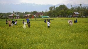 India’s wheat crop may be hit by below-normal rainfall in February, says IMD