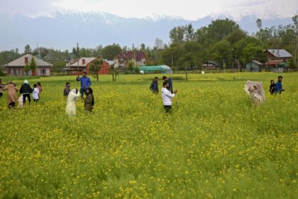 India’s wheat crop may be hit by below-normal rainfall in February, says IMD