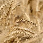 India fixes wheat procurement target at 31 million tonnes