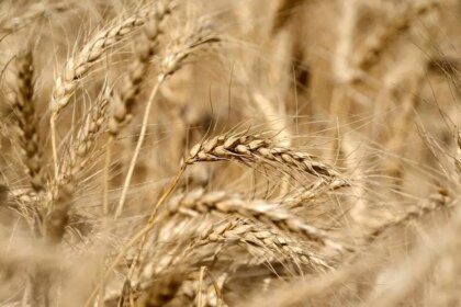 India fixes wheat procurement target at 31 million tonnes