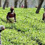 India’s tea output drops to 4-year low in 2024 at 1,284 million kg on weather woes