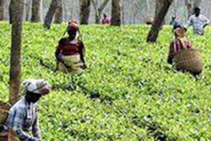 India’s tea output drops to 4-year low in 2024 at 1,284 million kg on weather woes