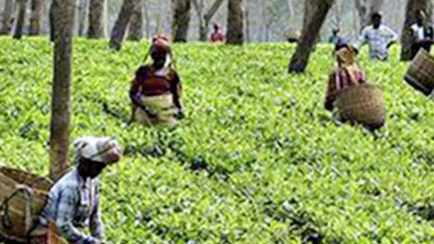 India’s tea output drops to 4-year low in 2024 at 1,284 million kg on weather woes