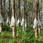 Despite higher allocation, growers allege Budget neglected natural rubber sector