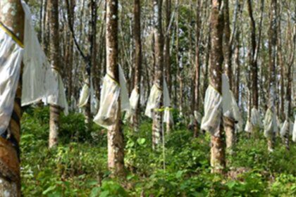 Despite higher allocation, growers allege Budget neglected natural rubber sector