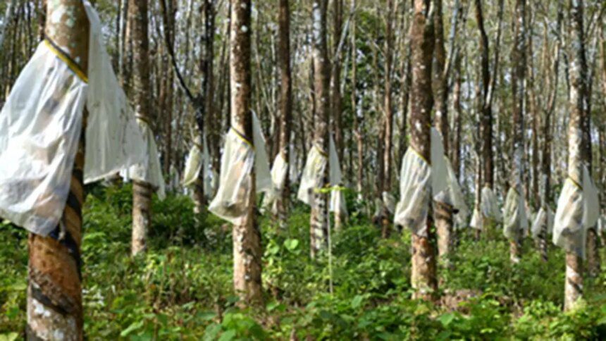 Despite higher allocation, growers allege Budget neglected natural rubber sector