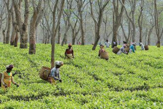 Orthodox leaf prices move up at Kochi auctions on low arrivals, export demand