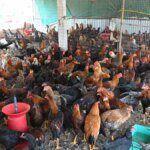 Prices of chicken, eggs crash on bird flu fears in parts of India