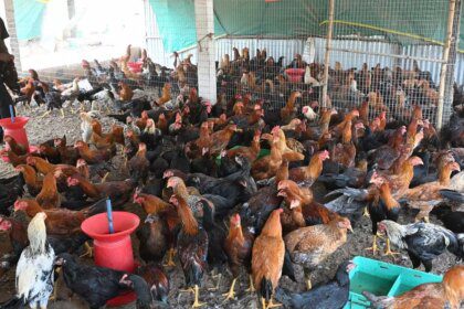 Prices of chicken, eggs crash on bird flu fears in parts of India