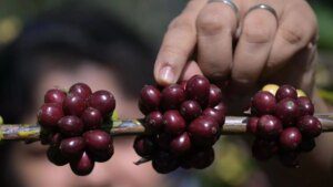 As farmgate coffee prices hit new highs, growers’ reluctance to sell may hit exports this quarter