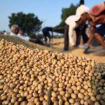 SOPA urges government not to allow open market sale of soyabean procured under PSS till July