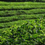 Tea prices at Kolkata auctions rise 33% this week