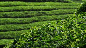 Tea prices at Kolkata auctions rise 33% this week