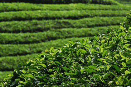 Tea prices at Kolkata auctions rise 33% this week