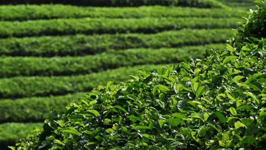 Tea prices at Kolkata auctions rise 33% this week