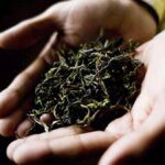 Plucking of Darjeeling first flush tea will likely be delayed due to unfavourable weather