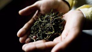 Plucking of Darjeeling first flush tea will likely be delayed due to unfavourable weather