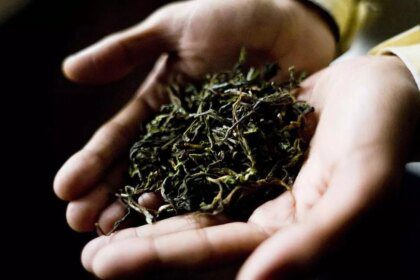 Plucking of Darjeeling first flush tea will likely be delayed due to unfavourable weather