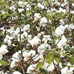 Higher output hopes, lower offtake fears turn cotton outlook bearish