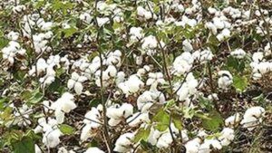 Higher output hopes, lower offtake fears turn cotton outlook bearish