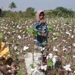 Despite CCI procuring 94 lakh bales of cotton, prices rule below MSP