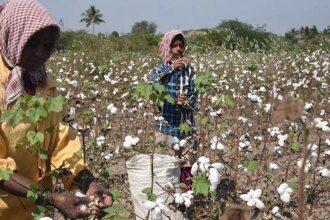 Despite CCI procuring 94 lakh bales of cotton, prices rule below MSP