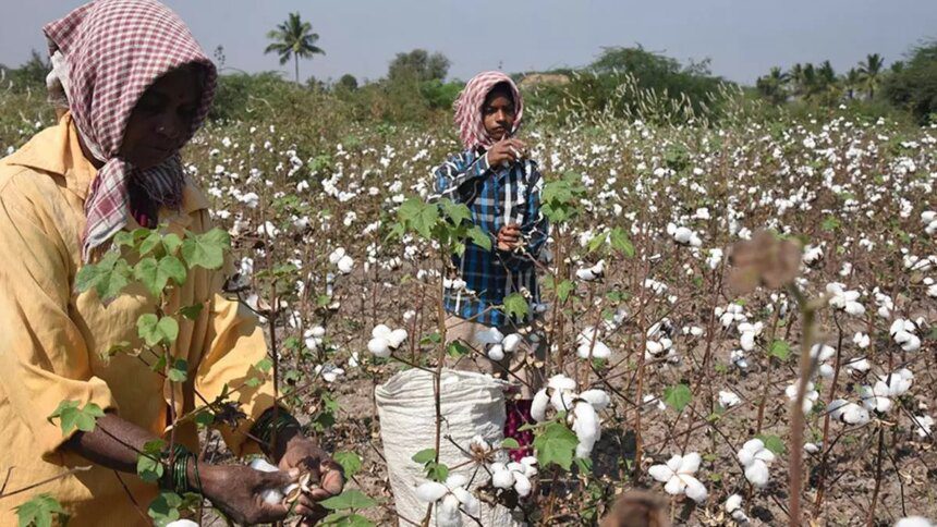 Despite CCI procuring 94 lakh bales of cotton, prices rule below MSP