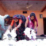 CottonConnect to launch pilot project on Kasturi Cotton in western India