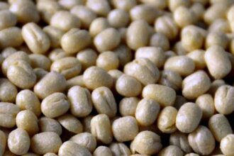 Govt extends duty-free imports of urad till March 31, 2026