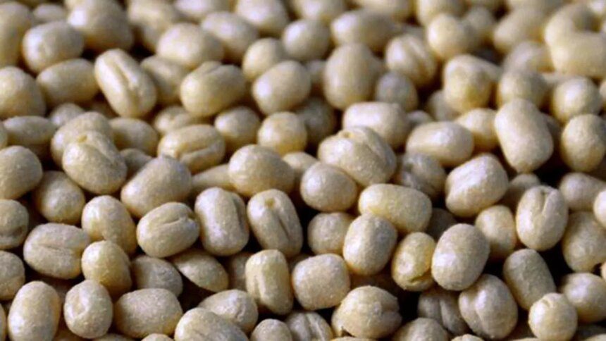 Govt extends duty-free imports of urad till March 31, 2026