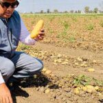 HyFarm launches Paathshaala pilot to help potato farmers cut costs, raise yield