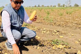 HyFarm launches Paathshaala pilot to help potato farmers cut costs, raise yield