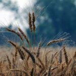 Current weather developments lower risks of Indian wheat crop, says IMD