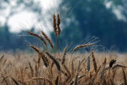 Current weather developments lower risks of Indian wheat crop, says IMD