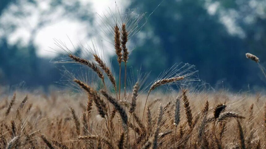 Current weather developments lower risks of Indian wheat crop, says IMD