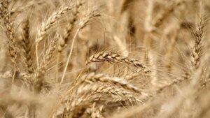 First survey pegs Indian wheat crop at 110 million tonnes